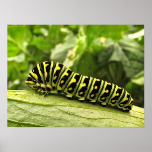 Póster Swallowtail preto Caterpillar