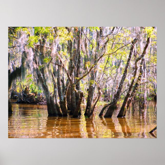 Póster Swamp Louisiana (Frente)