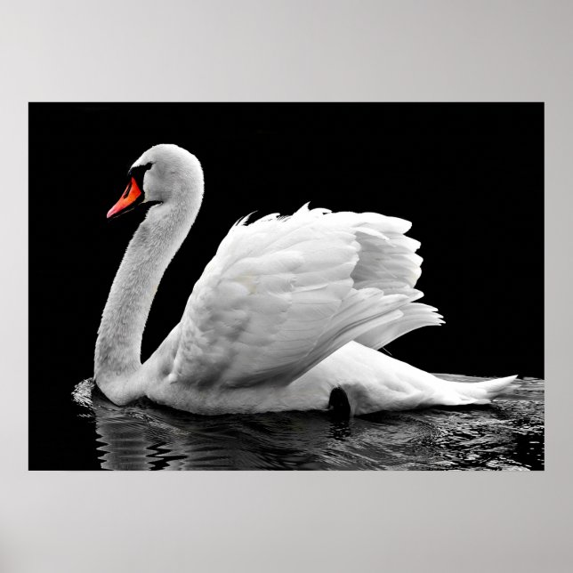 Poster Swan (Frente)