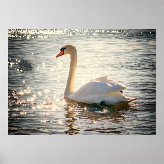 Poster Swan (Frente)