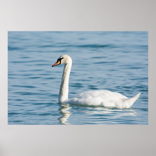 Poster Swan (Frente)