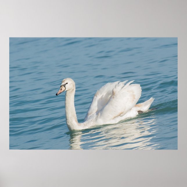 Poster Swan (Frente)