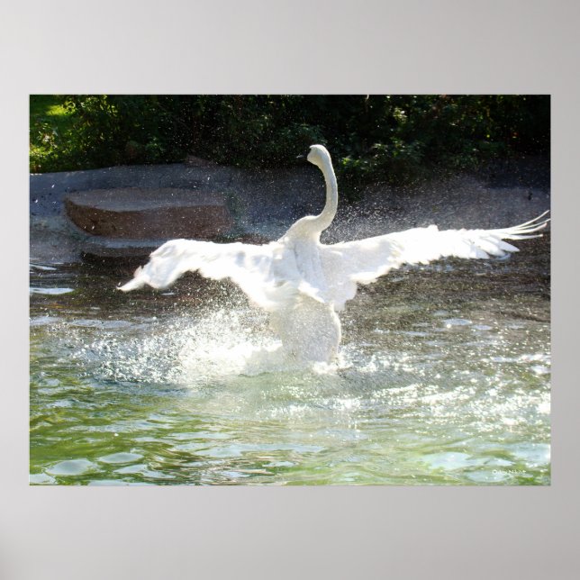 Poster Swan (Frente)