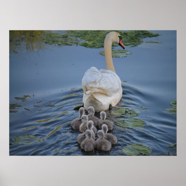 Poster Swan (Frente)