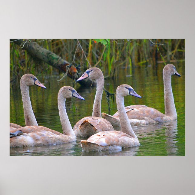 Poster Swan (Frente)