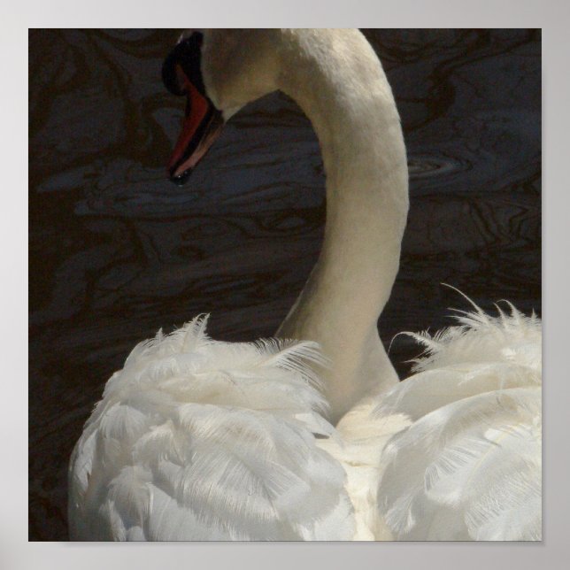 Póster Swan (Frente)