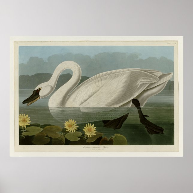 Poster Swan Americano Comum (Frente)