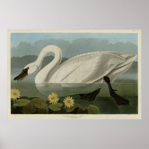 Poster Swan Americano Comum - Aves da América de Audubon