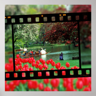 Poster Swan Boats e Red Tulips
