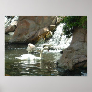 Póster Swan branco