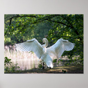 Poster Swan com Espalhamento de Asas
