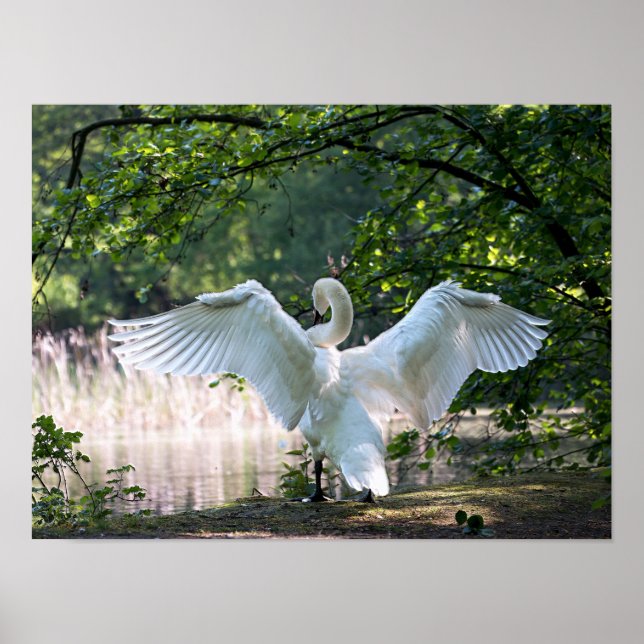 Poster Swan com Espalhamento de Asas (Frente)