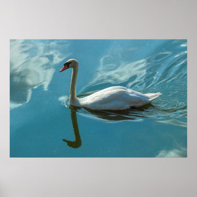 Poster Swan com Reflexões na Nuvem (Frente)