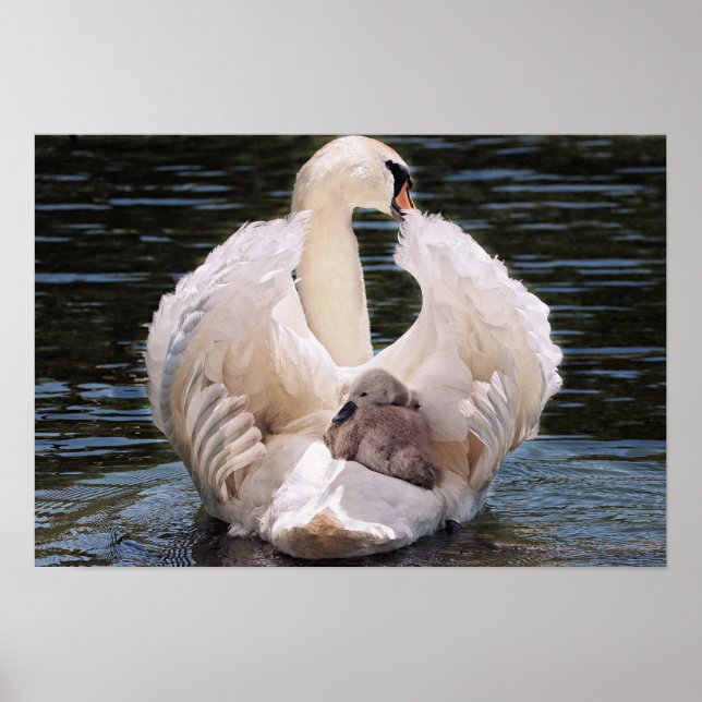 Poster Swan e Cygnets (Frente)