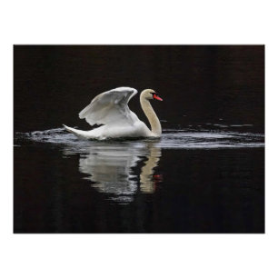 Póster Swan e Reflexões