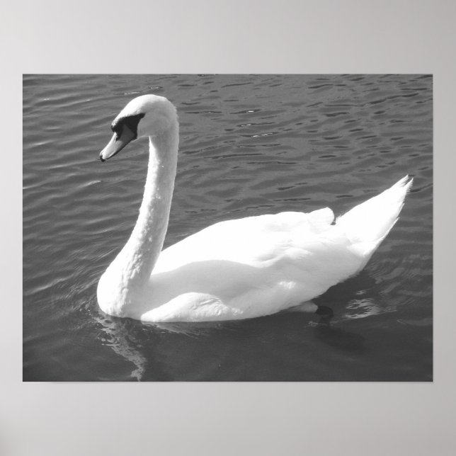 Poster - Swan em preto e branco (Frente)
