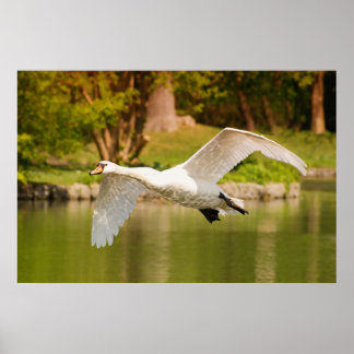 Poster Swan Em Voo