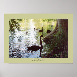 Poster Swan in Shadow