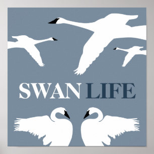 Poster Swan Life, Elegante Swan