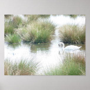 Poster Swan Nas Zonas Úmidas