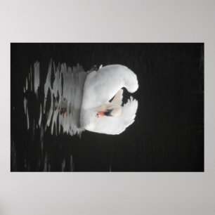 Poster Swan Natação