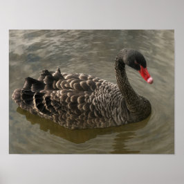Poster Swan Negro