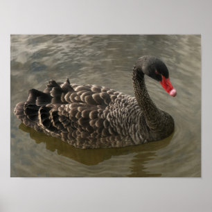 Poster Swan Negro