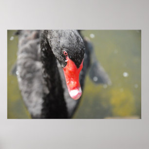 Póster Swan Negro