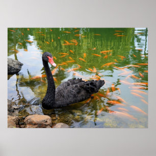 Póster Swan Negro em um Lago Goldfish
