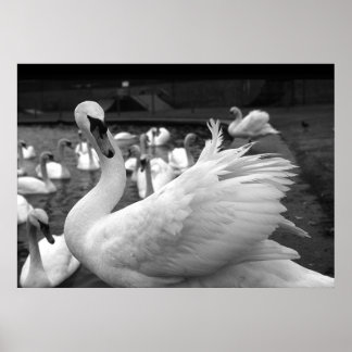 Poster Swan no parque em Barry Island