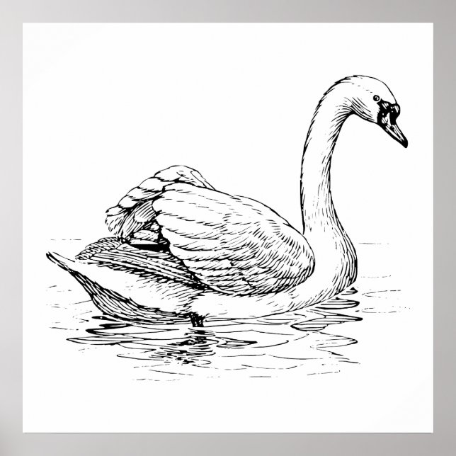 Póster Swan preto e branco (Frente)