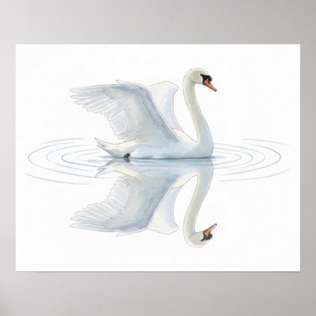 Poster Swan Reflection (Frente)