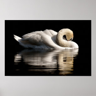 Poster Swan Solitário