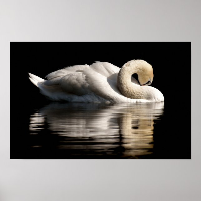 Poster Swan Solitário (Frente)