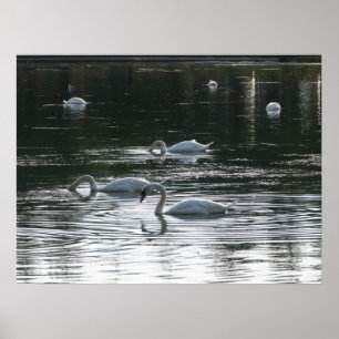 Póster Swans Feeding, Roath Park Lake, Cardiff
