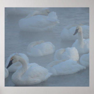 Póster Swans in Morning Fog (Cygnus buccinator)