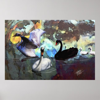 Poster Swans Nadando