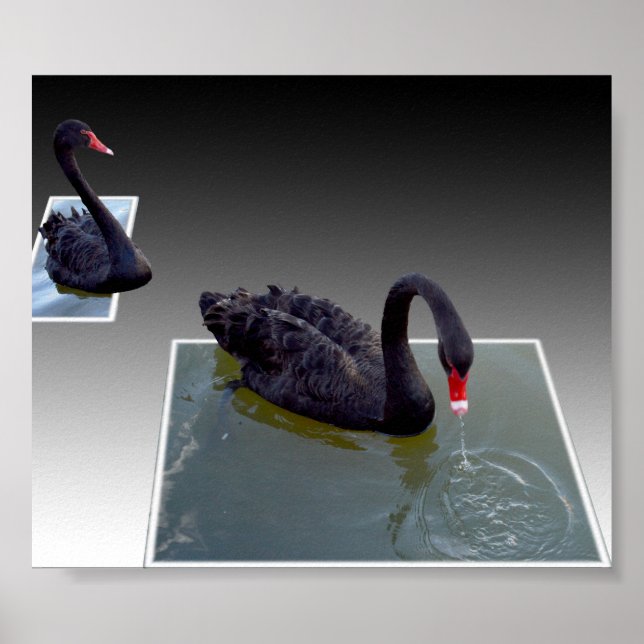 Poster Swans Negros Nadando Em Águas Dimensionais, (Frente)