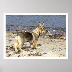 Póster Swedish Vallhund on Beach