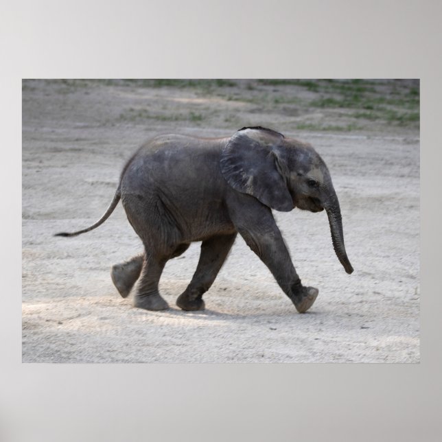 Poster Sweet Baby Elephant Kibali (Frente)