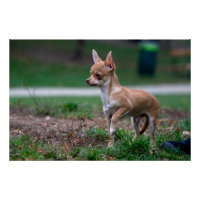 Sweet Chihuahua Puppy Gundog Wannabe