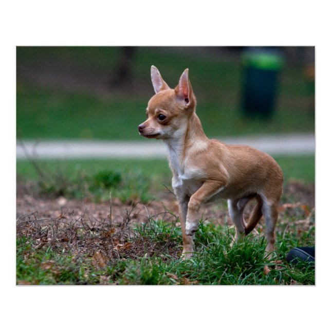 Póster Sweet Chihuahua Puppy Gundog Wannabe (Frente)