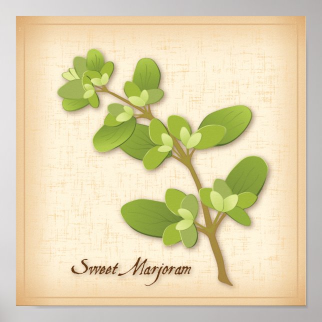 Poster Sweet Marjoram Herb (Frente)