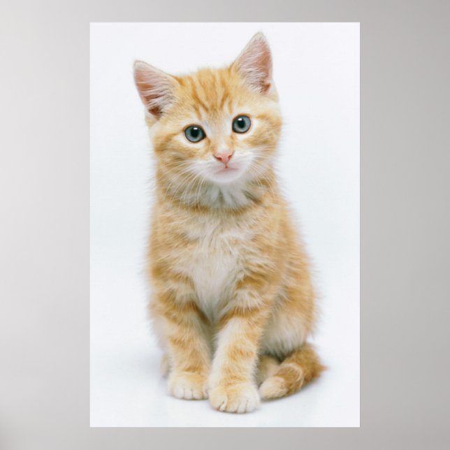 Póster Sweet Orange Tabby (Frente)
