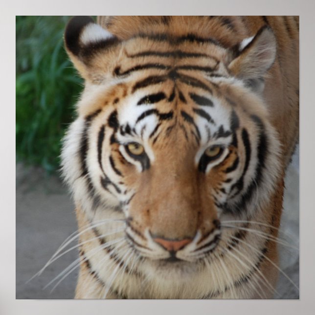 Póster Sweet Tiger (Frente)