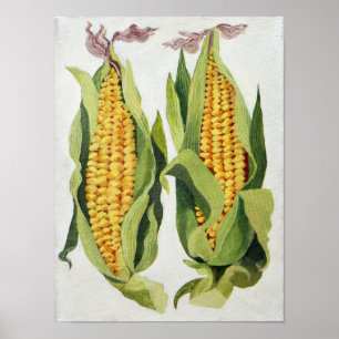 Póster Sweetcorn 2013