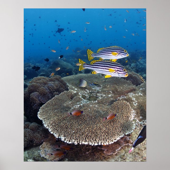 Poster Sweetlip Fish (Frente)