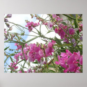 Póster sweetpea