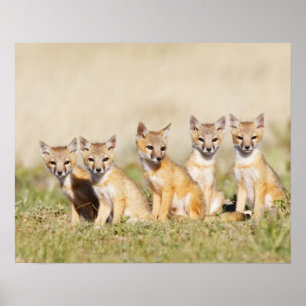 Poster Swift Fox (Vulpes macrotis) young at den burrow, 2