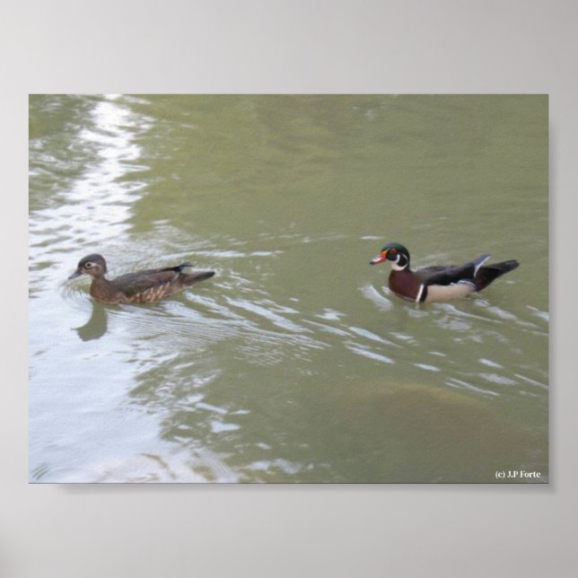 Poster Swimming Ducks (Frente)
